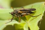 Balloon Fly (empis Tessellata) Stock Photo