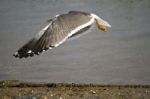 Flying Seagull Stock Photo