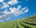 Green Tea Farm On A Hillside Stock Photo