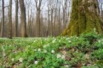 Beautiful Wild White Flowers In Forest Stock Photo