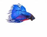 Blue Crown Tail Thai Fighing Fish Betta Prepare To Fight Isolate Stock Photo