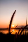 Grass In Sunset Stock Photo