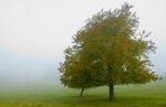 Tree And Mist Stock Photo