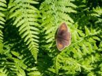 Small Heath (coenonympha Pamphilus) Butterfly Stock Photo