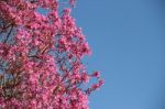 Lapacho En Flor Primavera Stock Photo