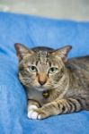 Cat Lying On Bed Stock Photo