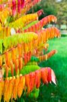 Leaves Of Velvet Tree In Fall Colors Stock Photo