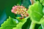 Unripe Berry In Late May Stock Photo