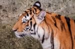 Bengal Tiger Head Close Up Stock Photo