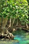 Mangrove Forests Stock Photo