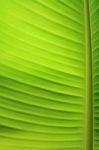 Banana Leaf Stock Photo