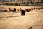 Cute Cows In The Countryside During The Day Stock Photo