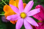 Colorful Cosmos Flower Blooming In The Field Stock Photo