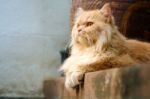 Brown Persian Cat Sitting On Concrete Floor Stock Photo