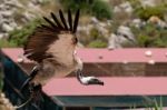 Benalmadena, Andalucia/spain - July 7 : Juvenile Andean Condor ( Stock Photo