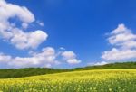 Rapeseed Field Stock Photo