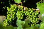 Small Green Grapes In Vineyard In Summer Stock Photo