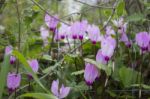 The Cyclamen Blooming In Israel	 Stock Photo