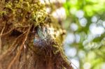 Spiderweb On Tree In Forest Stock Photo