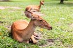 Female Antelope On Ground In Park Stock Photo