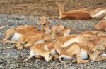 Deer Family Stock Photo