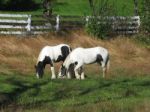 Palominos In Pasture Stock Photo