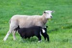 White Mother Sheep With Two Drinking Black Lambs Stock Photo