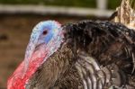 Male Wild Turkey Stock Photo