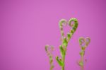 Shoots Of Ivy Align To Heart Sign Stock Photo