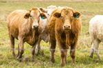 Country Cows Stock Photo