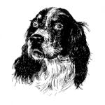 English Setter Stock Photo