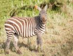 Zebras In Serengeti National Park Stock Photo