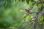 Robin (erithacus Rubecula) Stock Photo