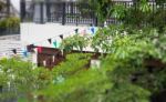 Green Plants On Rooftop Garden Stock Photo