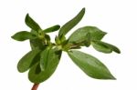 Purslane Stock Photo