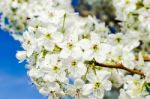 Tree Flowers Stock Photo