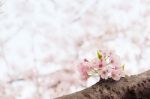 Cherry Blossom With Soft Focus, Sakura Season In Korea,background Stock Photo