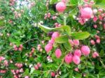 Carunda Or Karonda  (bengal-currants) Pink Fruit On Tree In The Garden.fruit For Health And High Vitamin Stock Photo