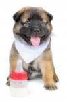 Cute Baby Of The Dogs Stock Photo