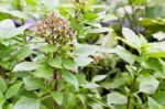 Flower Of Sweet Basil Stock Photo