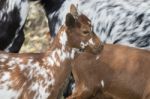 Herd Of Goats In A Pasture Stock Photo