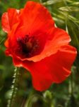 Poppies Flowering In Ronda Spain Stock Photo