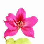 Purple Bauhinia Stock Photo