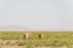 Lions In Serengeti National Park Stock Photo