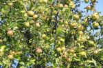 Green Apples On Tree Stock Photo