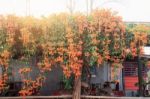 Orange Flowers At Home Stay Stock Photo