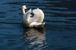 Sunlit Mute Swan On Lake Hallstatt Stock Photo