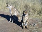 Cheetah In Namibia Stock Photo