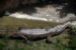 Tomistoma (tomistoma Schlegelii) Resting At The Bioparc Fuengiro Stock Photo