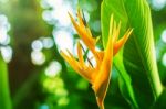 Beautiful Flowers In  Garden Stock Photo